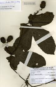 Image result for Coccinia barteri