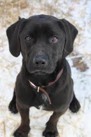 They will be friendly, energetic, and playful. Black Lab And Beagle Mix Dog Gallery Images Beagle Lab Mixes Beagle Mix Beagle Mix Dogs