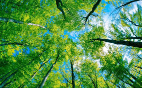 75 000 Trees Donated So Far To Trump Forest To Offset President S Climate Destruction Forest Wallpaper View Wallpaper Tree Photography