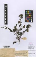 Image result for Laportea ovalifolia