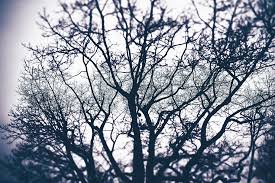 Find the best aesthetic wallpapers on getwallpapers. Hd Wallpaper Tree Aesthetic Nature Forest Plant Branches Kahl Mystical Wallpaper Flare