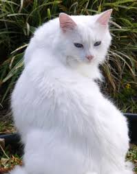 Pin By Joanie Williams On White Kittens Angora Cats White Cats White Cat Breeds