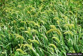 Image result for Setaria longiseta