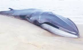 Image result for Warneckea walikalensis