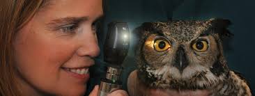 Inspiring Ideas: College of Veterinary Medicine