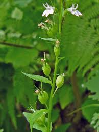 Image result for Lobelia thermalis