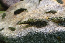 Image result for Sebaea leiostyla