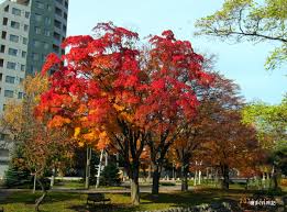 カエデ類（その４）：ヤマモミジ、イロハモミジ、オオモミジ | 樹まぐれ日記