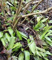 Image result for Elaphoglossum acrostichoides