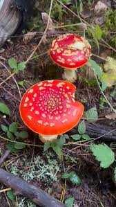 Image result for Mitrasacmopsis