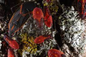By following through with determination and persistence, you can avoid paying the local exterminator for supplies and labor and do it yourself for a fraction of the cost. 16 Natural Ways To Get Rid Of Boxelder Bugs Boisea Trivittata Dre Campbell Farm