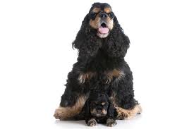 The cocker spaniel is a gentle, friendly, & outgoing dog breed that is a good fit for families. The Cocker Spaniel Cost Guide With Calculator Petbudget
