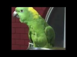 Must Watch Birds Reading Verses Of The Quran The Love That The Birds Have For Quran Youtube In 2020 Quran Quran Recitation Bird Watching