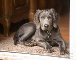 Pet Photography For Salem Portland And The Willamette Valley Oregon Weimaraner Puppies Weimaraner Blue Weimaraner