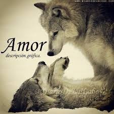 Lobos Frases Buscar Con Google Frases De Lobos Perro Lobo Lobos Enamorados