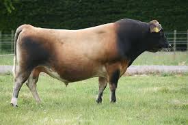 Beautiful Hide Jersey Bull Bull Cow Jersey Cow Animals