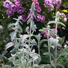 Image result for Stachys