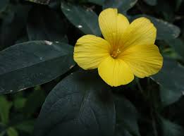 Image result for Reinwardtia indica