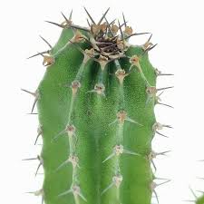 Image result for Euphorbia jubata