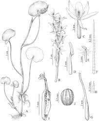 Image result for Heteranthera callifolia