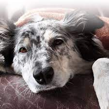 If you live in regina or the surrounding areas of lumsden, white city, emerald park, pilot butte, or balgonie, and need a trusted veterinarian to care for your pets, look no further! At Home Euthanasia Services Veterinarian Near S4p Vet To Pet Mobile