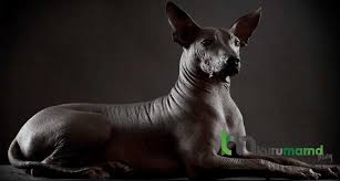 ilginc gorunumlu 6 tuysuz kopek cinsi evcil hayvan blogu