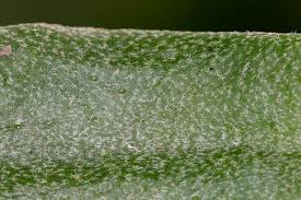 Image result for Pyrrosia rhodesiana