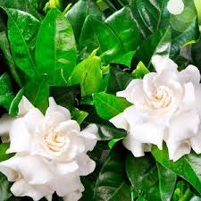 Check out our frost free gardenia selection for the very best in unique or custom, handmade pieces well you're in luck, because here they come. Gardenia Jasminoides Professor Pucci True Green Nursery