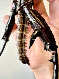 Image result for Entada chrysostachys