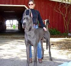 Great Dane Kopek Turleri Buyuk Kopek Irklari Danua