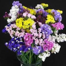 Flowers come in a mix of colour including violet, white, pink and purple. 73 Statice Flowers Ideas In 2021 Flowers Plants Dried Flowers