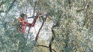 Cueillette Des Olives Une Bonne Annee Tourrettes Sur Loup