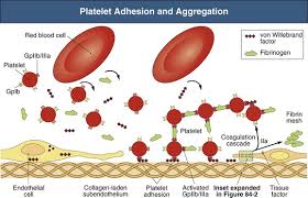 Image result for Platelet Dysfunction
