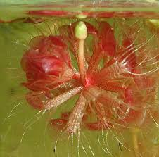 Image result for Aldrovanda vesiculosa