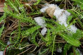 Image result for Gutenbergia rueppellii