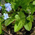 Image result for Omphalodes verna