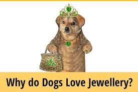 Why Do Dogs Loves Jewelry Rings Necklaces Bracelets Zooawesome