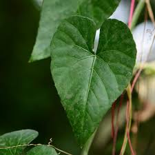Image result for Cissus faucicola
