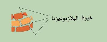 طرق مرور الماء الممتص عبر خلايا الجذر حتى يصل إلى الأوعية الخشبية مدونة أحمد النادى لأحياء الثانوية العامة