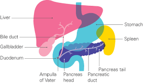 Pancreatic cancer is a hard type of cancer to beat in its later stages. Useful Medical Words Pancreatic Cancer Uk