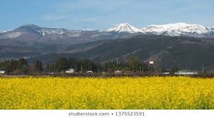 Fuji Mountain Yellow Flower Foreground Japan Background Beautiful Blue Countryside Environment Farm Field Flo Yellow Flowers Scenery Landscape