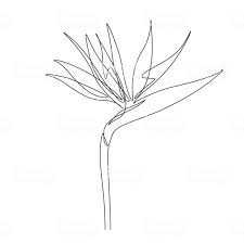 Sketch Bird Of Paradise Flower Drawing Strelitzia Or Bird Of Paradise Flower Royalty Free Strelitzia Or Bird Of Paradise Flower Sto Bird Of Paradise Tattoo Birds Of Paradise Flower Line Art Drawings