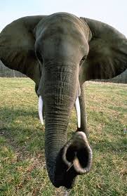 Learn The National Elephant Center Elephant Pictures Animals Wild Animals Beautiful