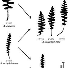 Image result for Asplenium centrafricanum
