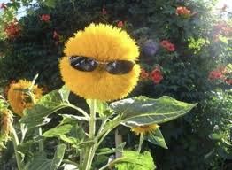 Pin By Isabelle On Memes In 2020 Flower Quotes Flowers Pictures