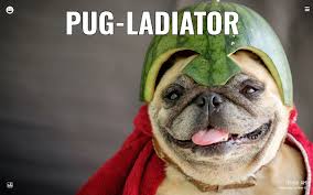 See more ideas about animal memes, funny animals, funny pictures. Funny Animal Memes Hd Wallpapers New Tab