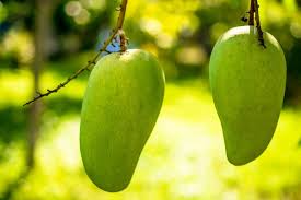 Check spelling or type a new query. Free Photos Mango Mango Tree Fruits Fruit Green Mango Josch13