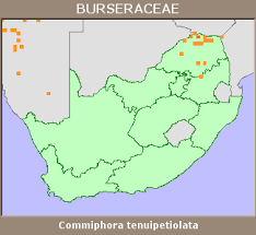 Image result for Commiphora tenuipetiolata