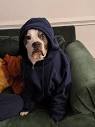 Good dog is a hood dog : r/lookatmydog