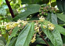 Image result for Grewia arborea